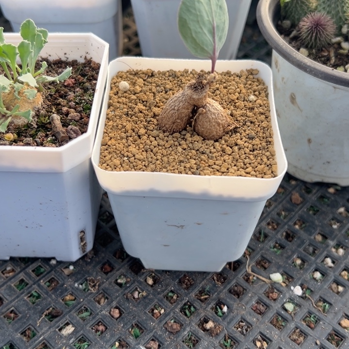 紫花厚敦菊，一物一拍