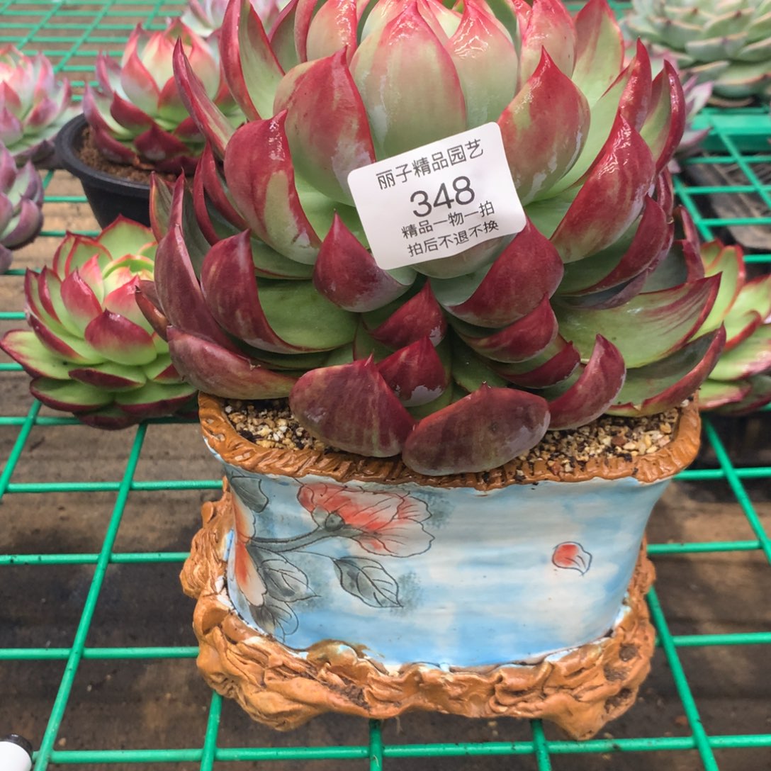 348号多肉植物惊鸿，20