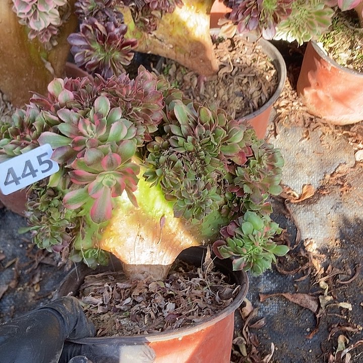 445香妃缀化老板子