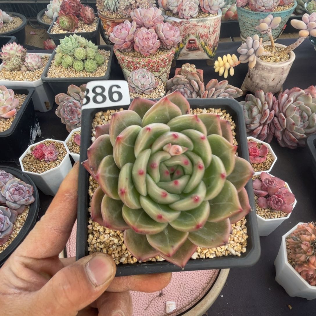 粉香槟单头多肉一个886