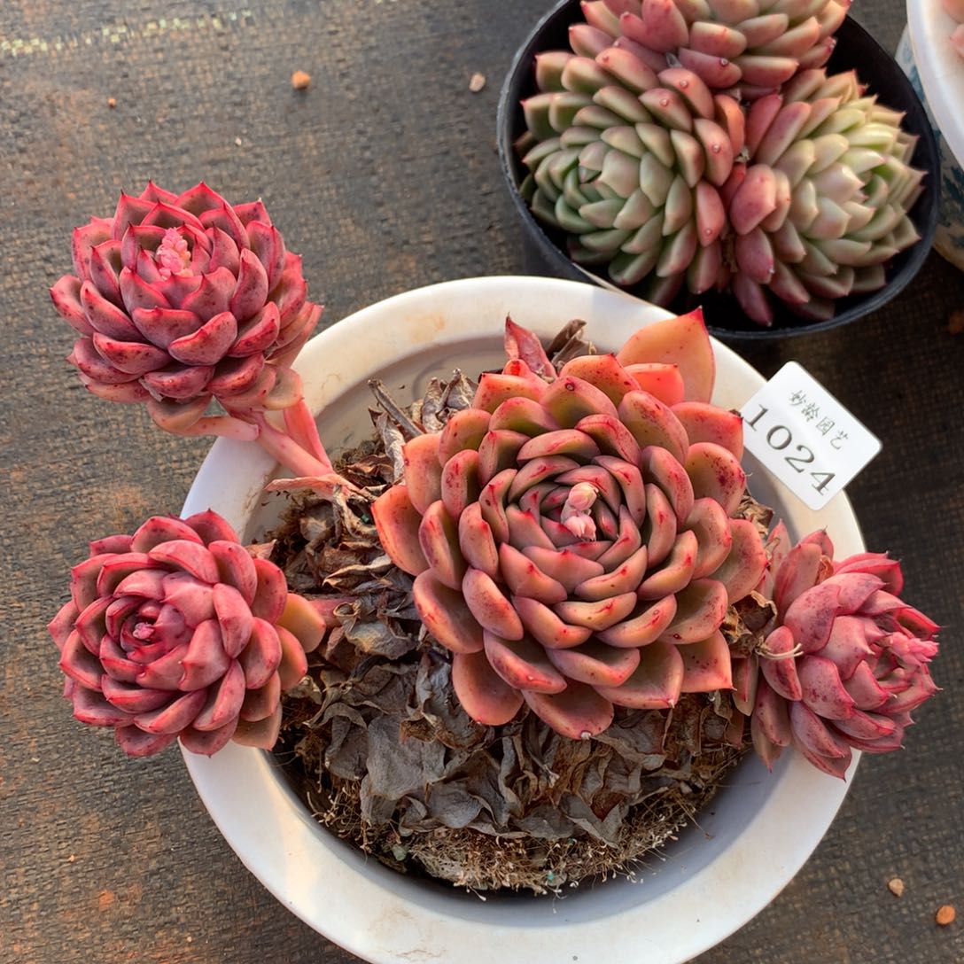 1024不包掉头特价处理