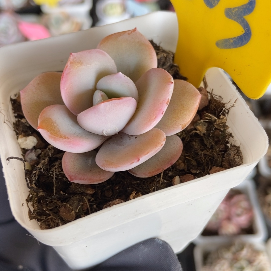 803奶茶多肉植物保护