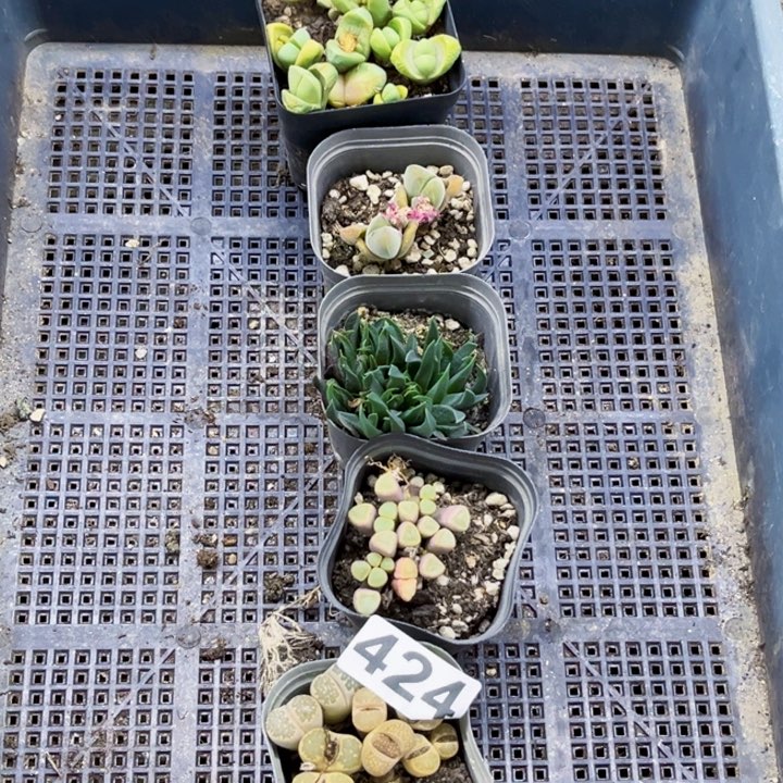 424肉缀一物一图如图带盆