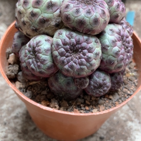 紫丽丸仙人球15米仙人球