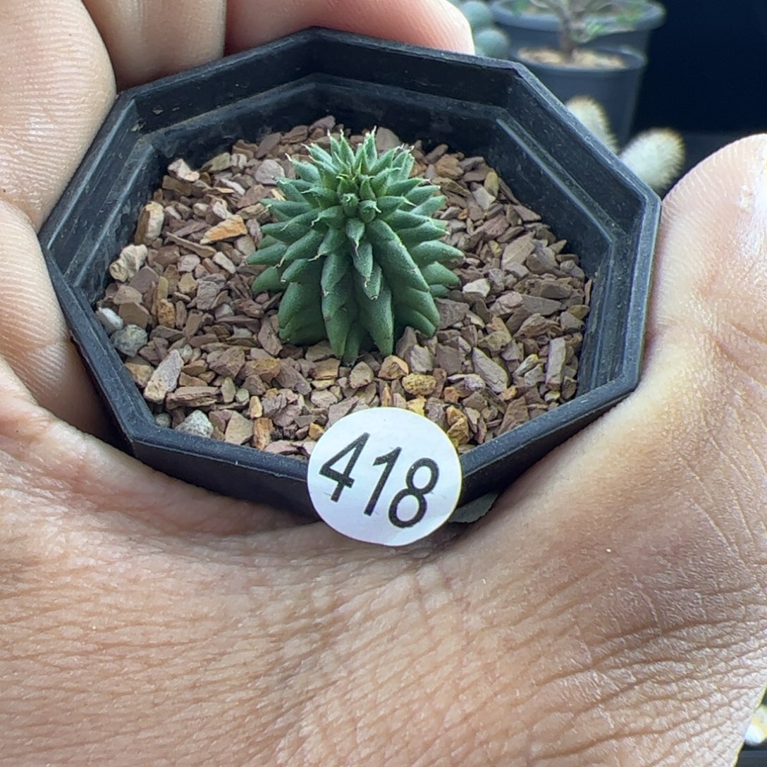 小海胆大戟一物一拍