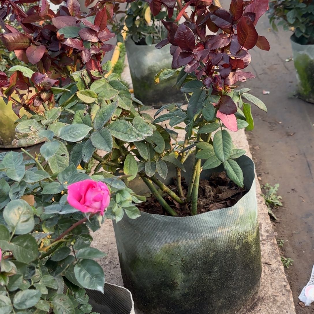 完全开放精品月季花