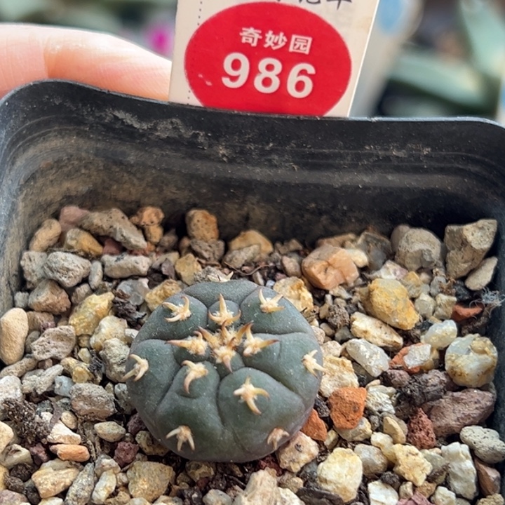 实生短豪猫爪一棵仙人球