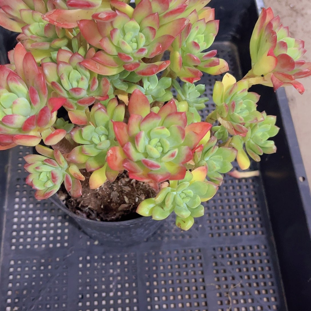 多肉红稚莲多肉植物