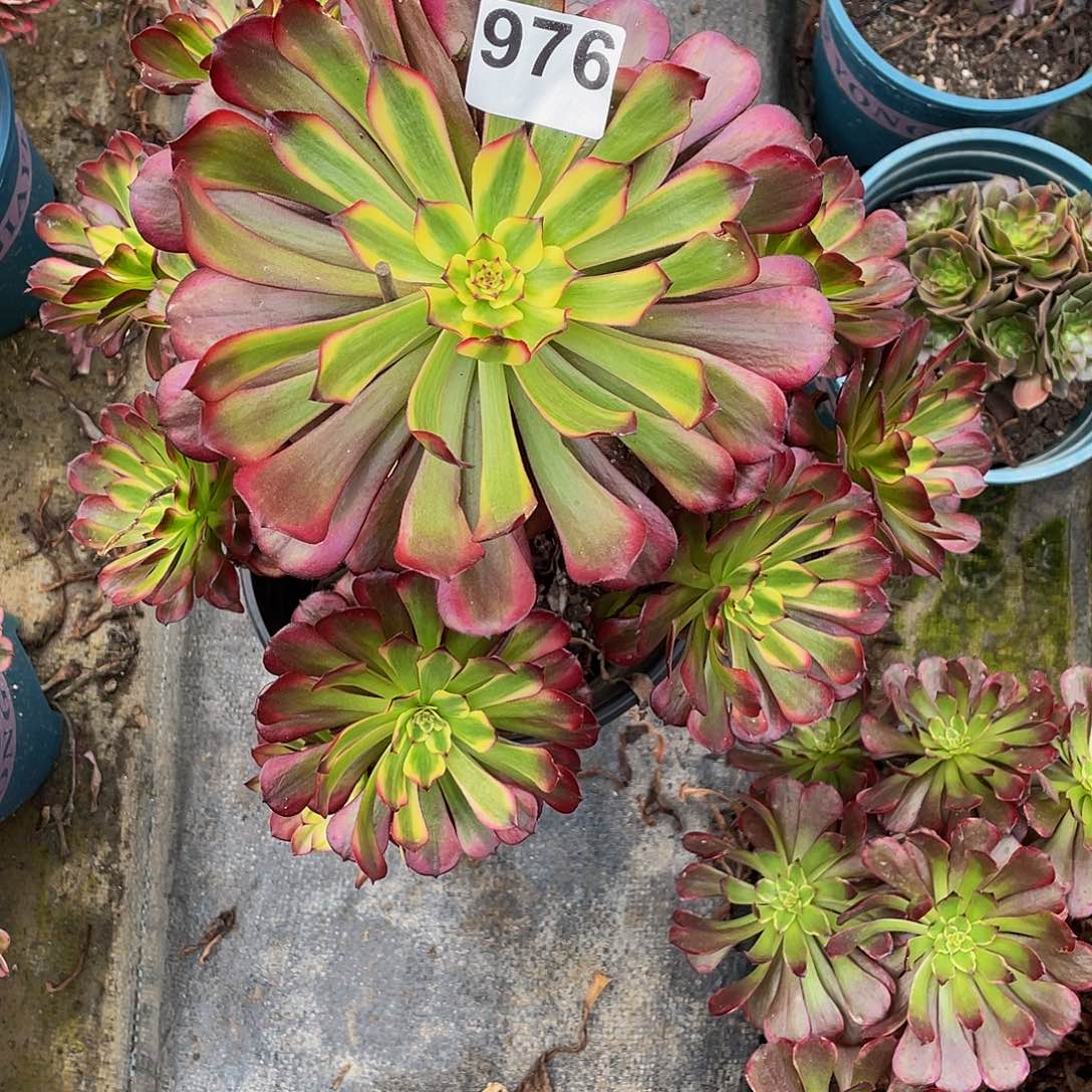 锦***.多肉法师976号美姬发货不包损