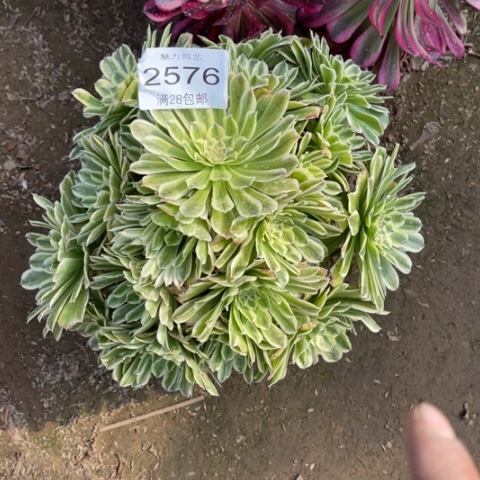 碧浪多肉多肉2576