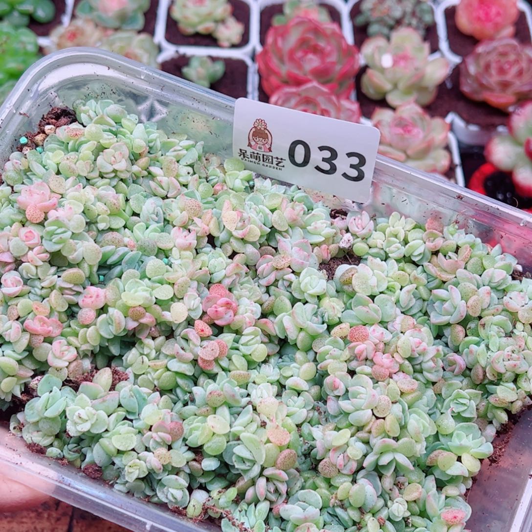 多肉植物多肉植物