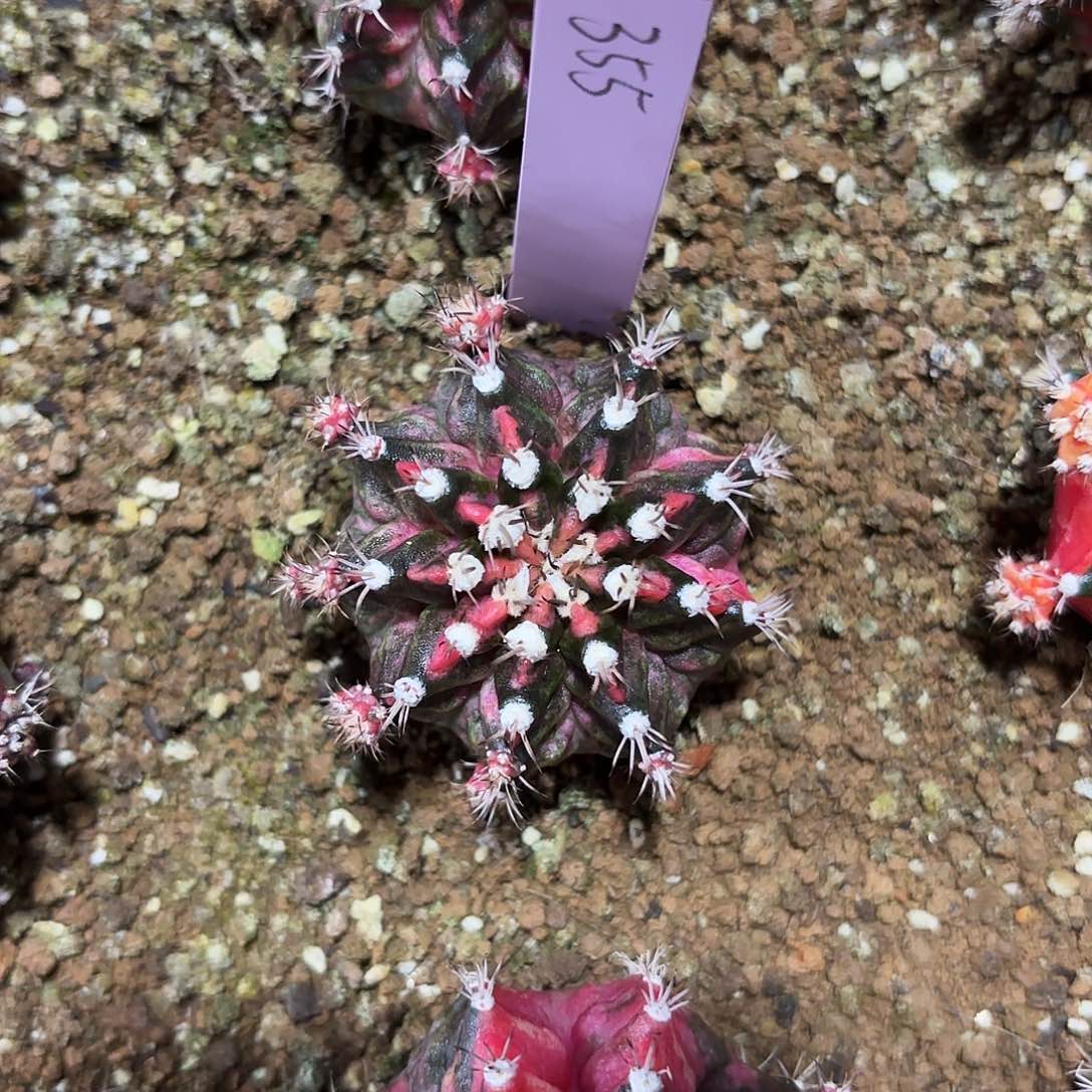 泰国米哈355-0127