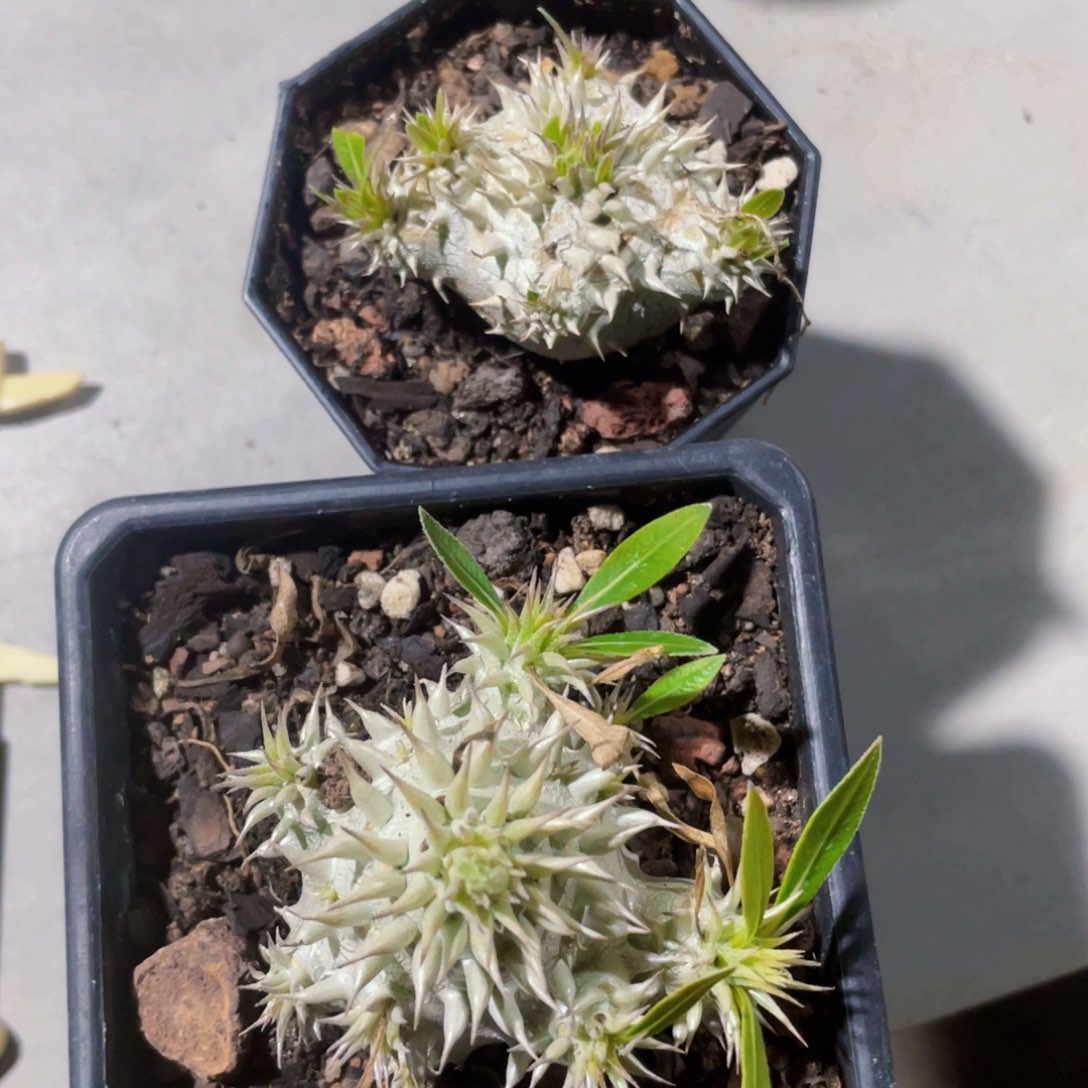 哇***ღ大黑222222222222