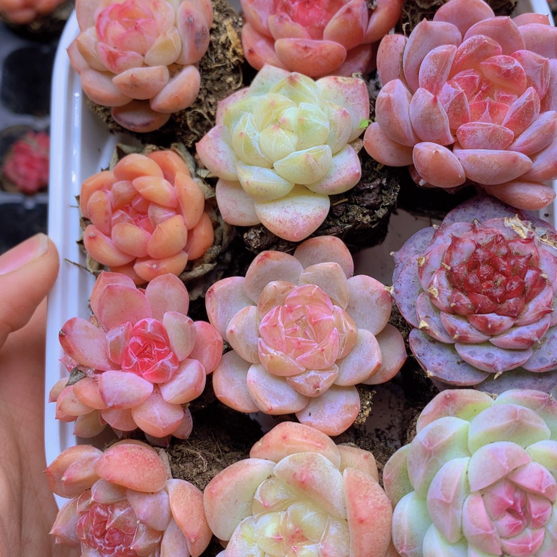 我要去看你了啊我的042