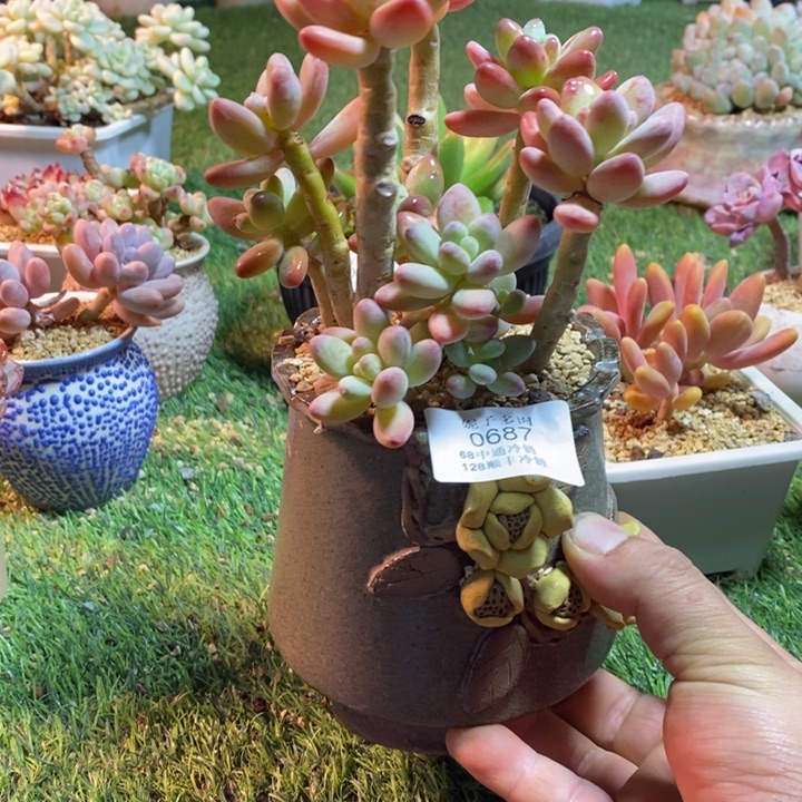 0687啊啊啊啊啊啊啊啊啊