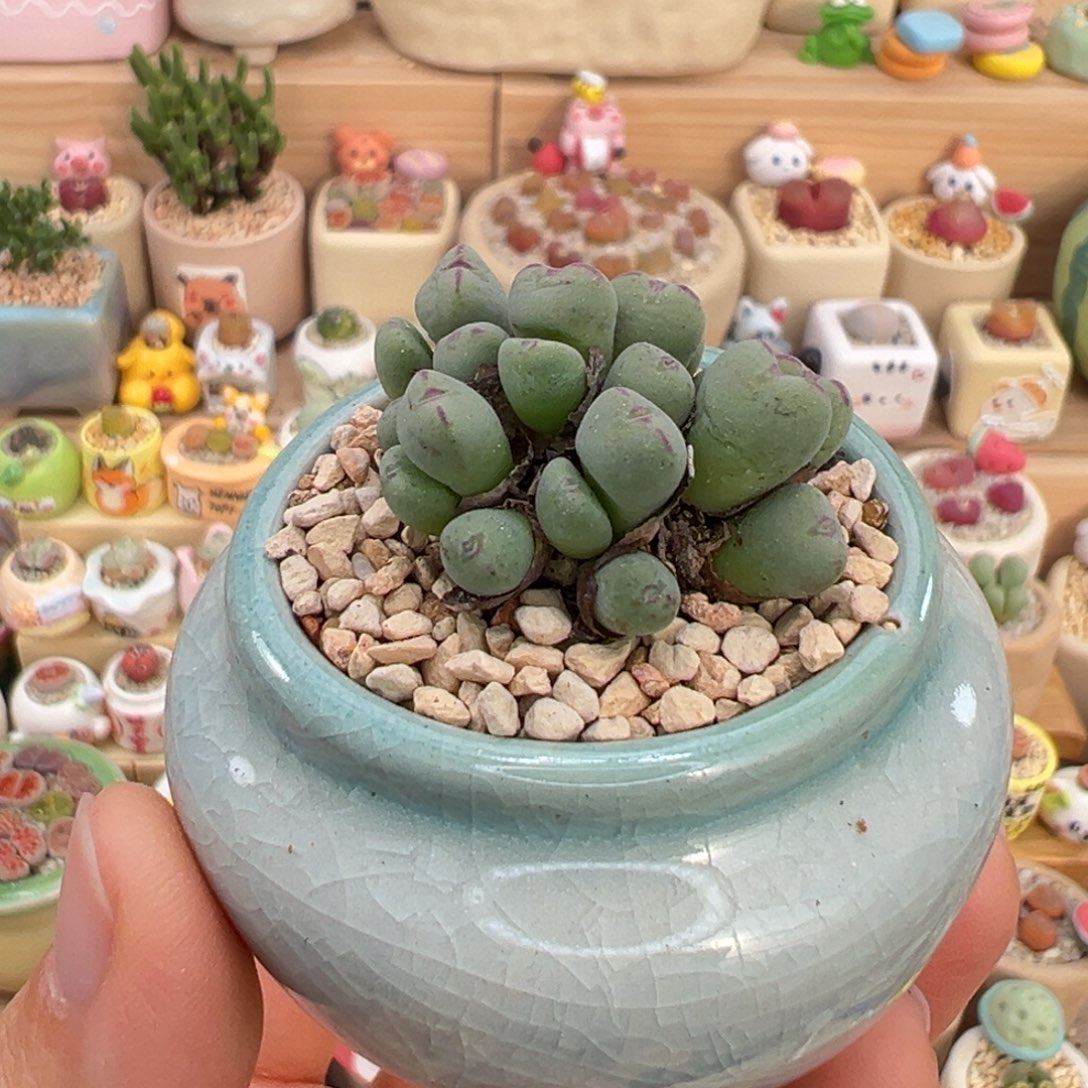 多肉植物28号群生