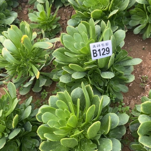 129绿玫瑰不包断枝