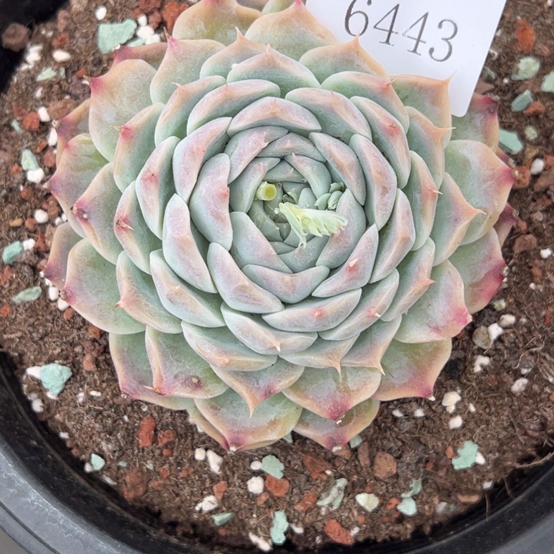 6443多肉多多的放漏福利