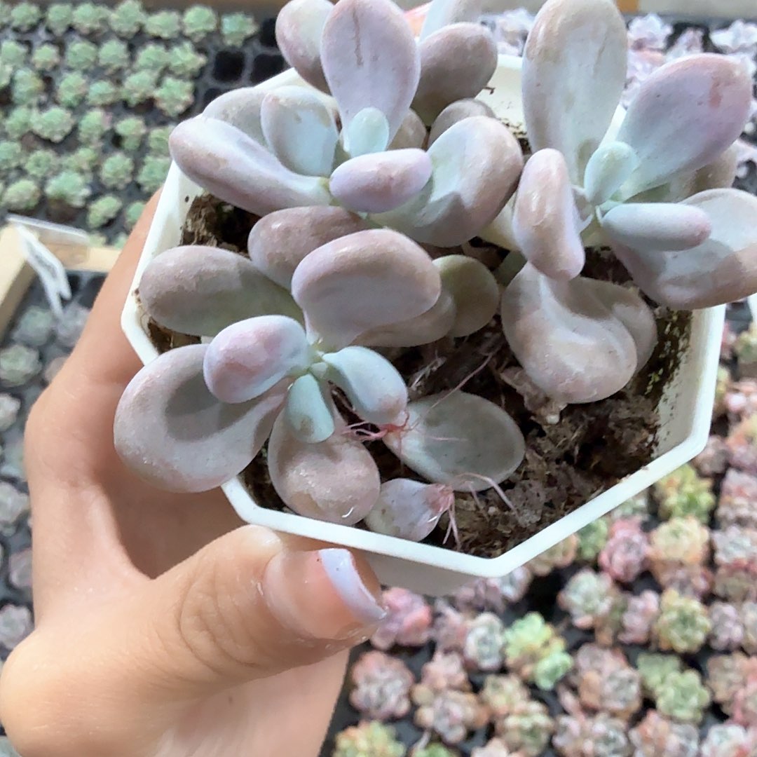 精品短圆肥粉兔多肉