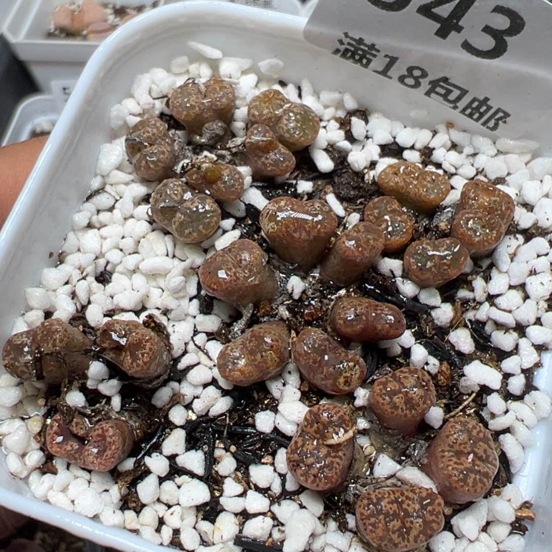 【闪购商品】 543。    