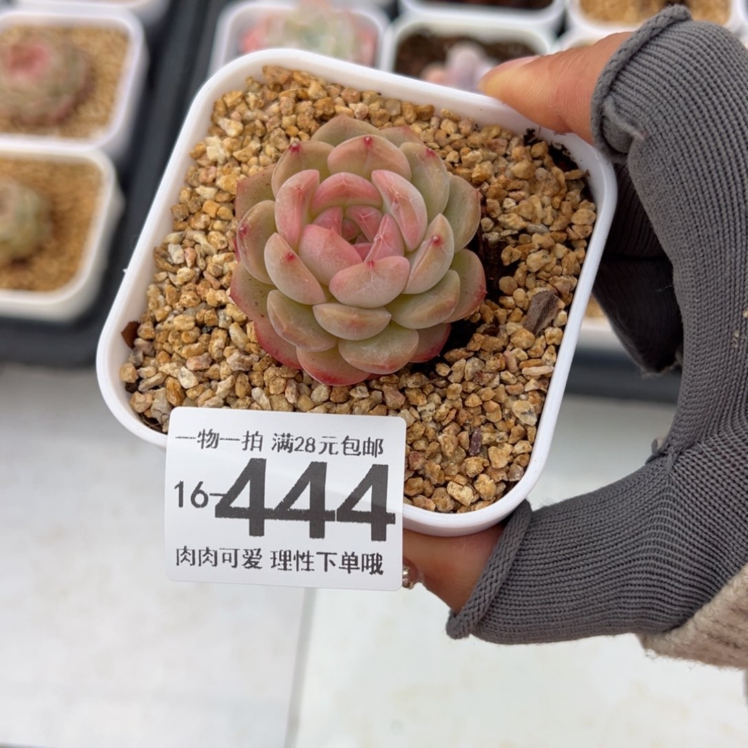 琴心多肉多肉多肉多肉