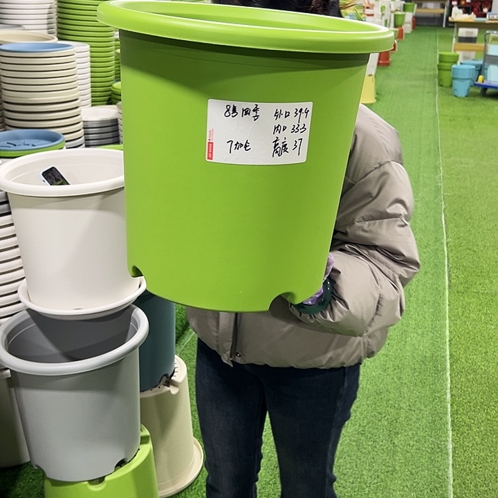 特价8号四季口39高37果绿5只无托