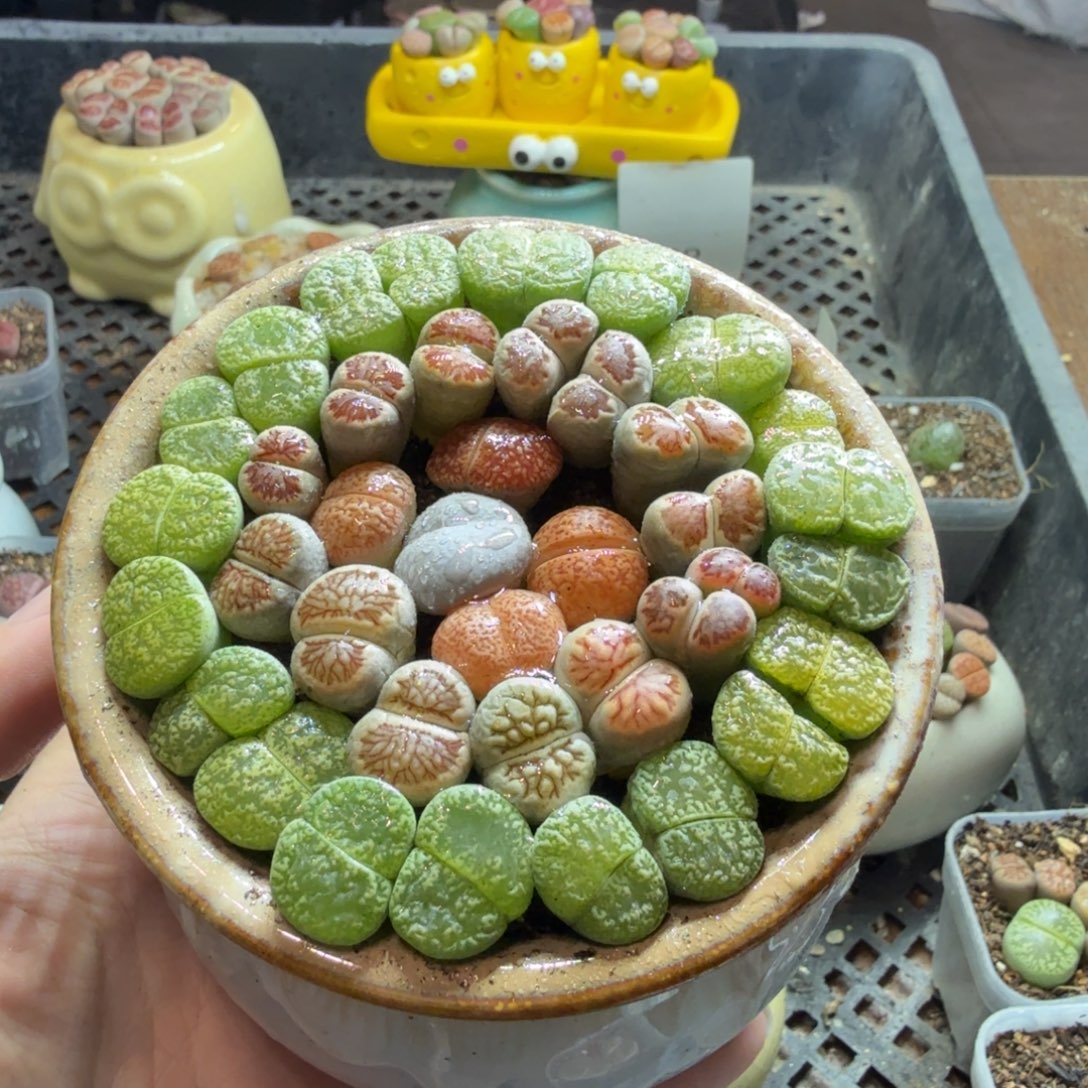 多肉葡萄的味道真的是577