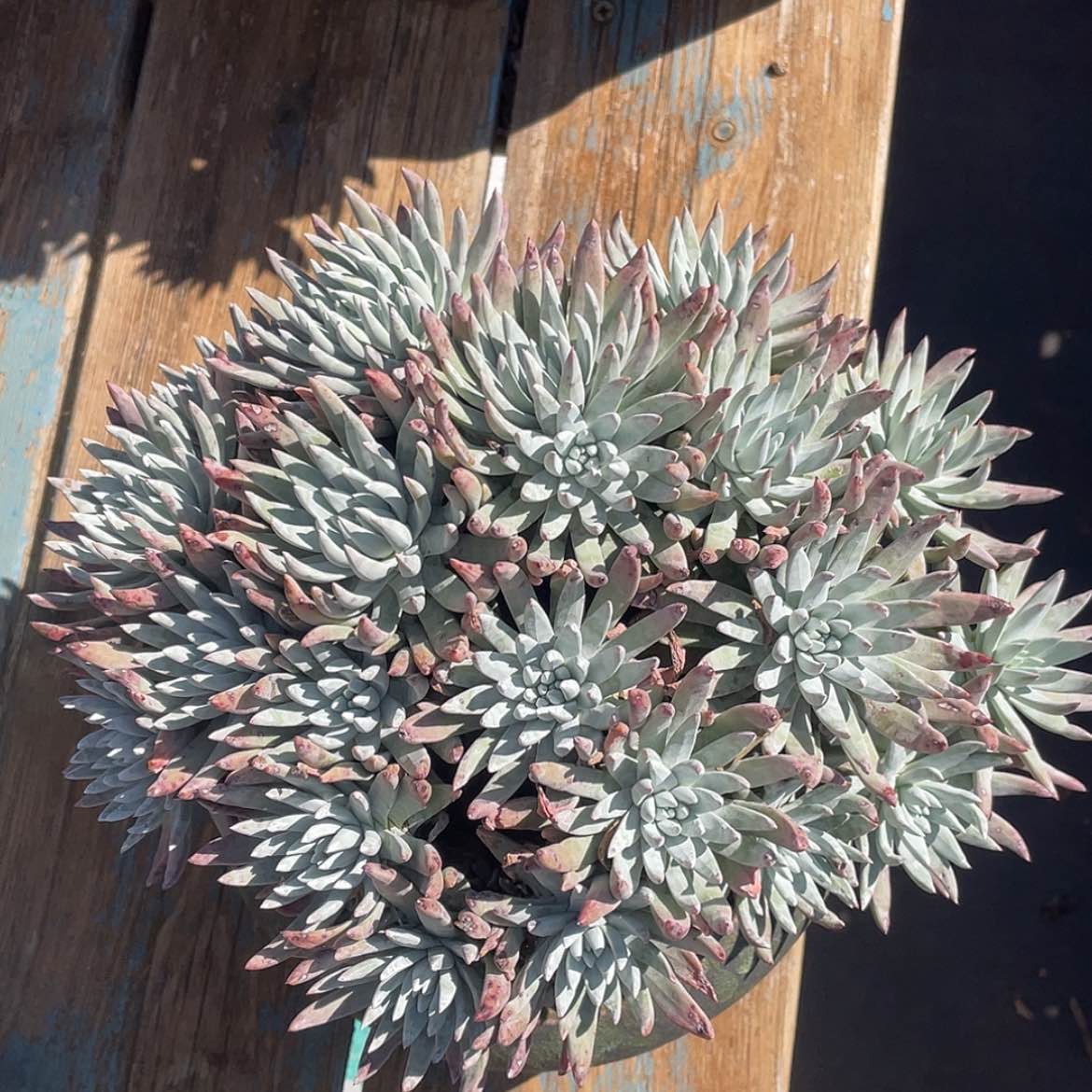 【闪购商品】雪花儿带杂交