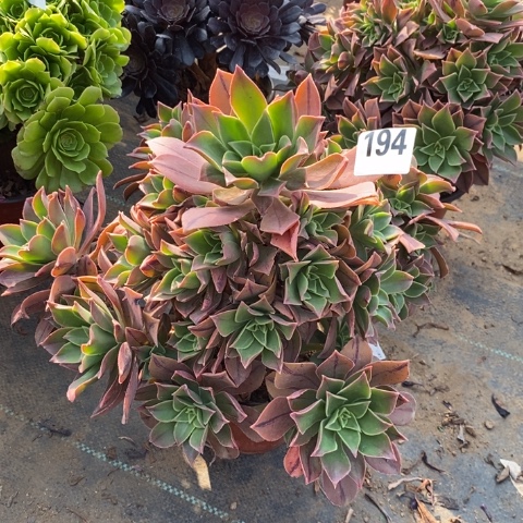 红叶法师多肉植物法师不包损