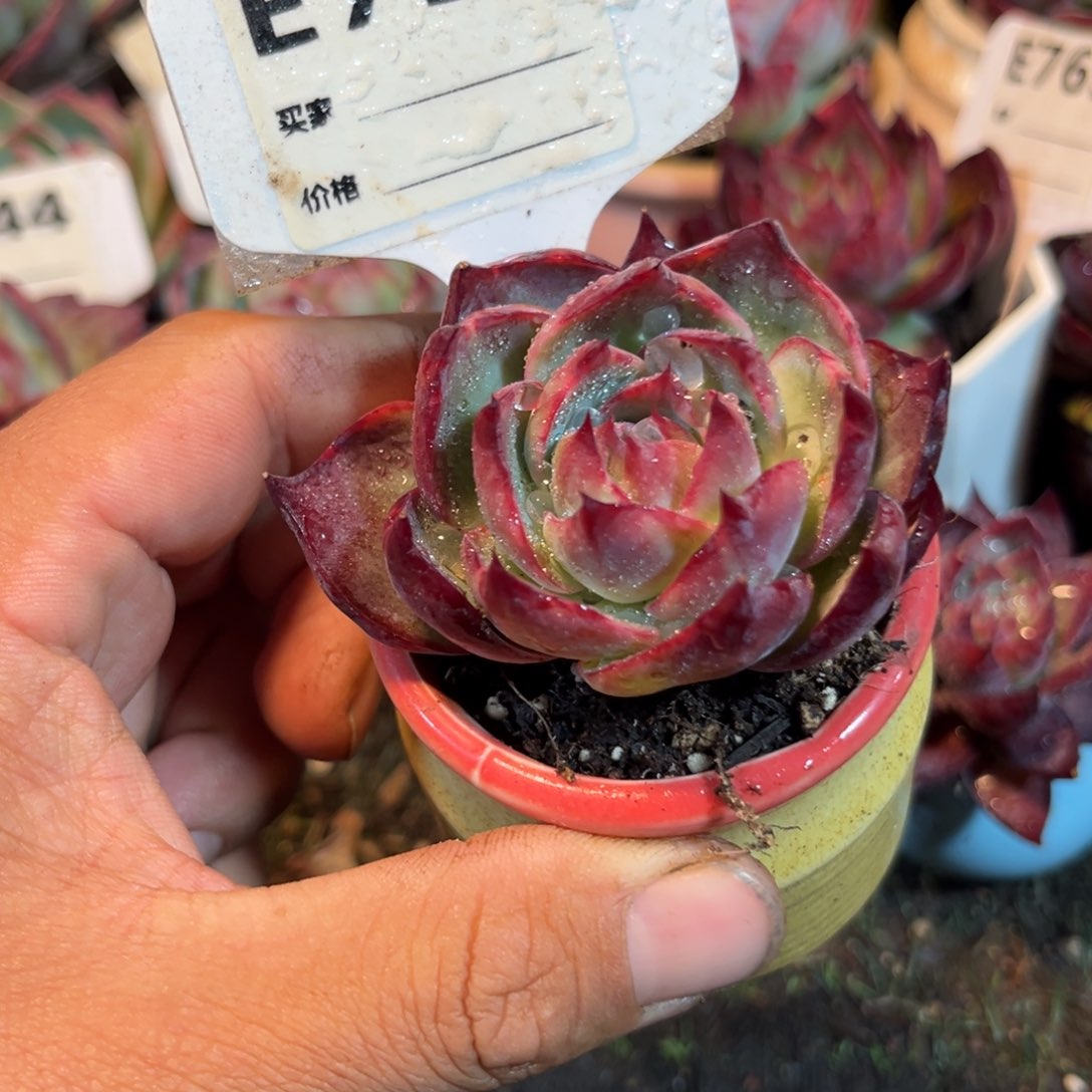 惊鸿一瞥710好多肉