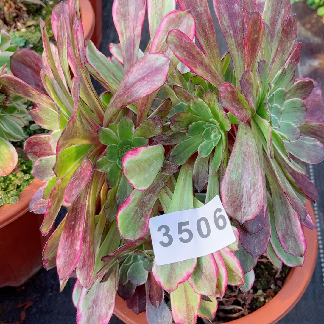 紫浪多肉发货发货