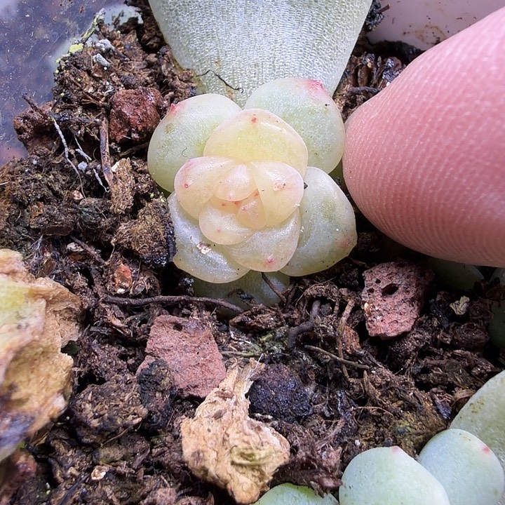 t1甜心1公分小苗哈