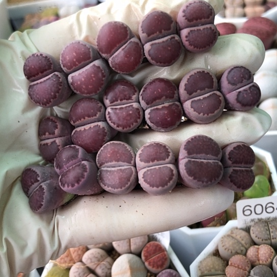 6071，1.3-1.6厘米紫饼好养彩色母本生石花