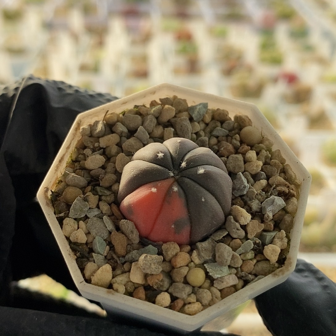 一物一拍实生兜锦尺寸2.2