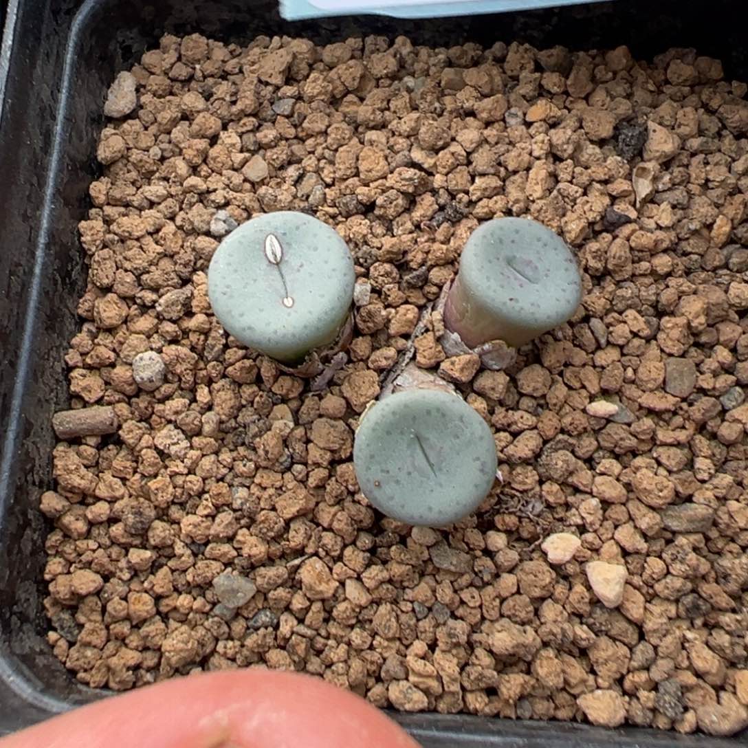 13-83肉锥多肉植物