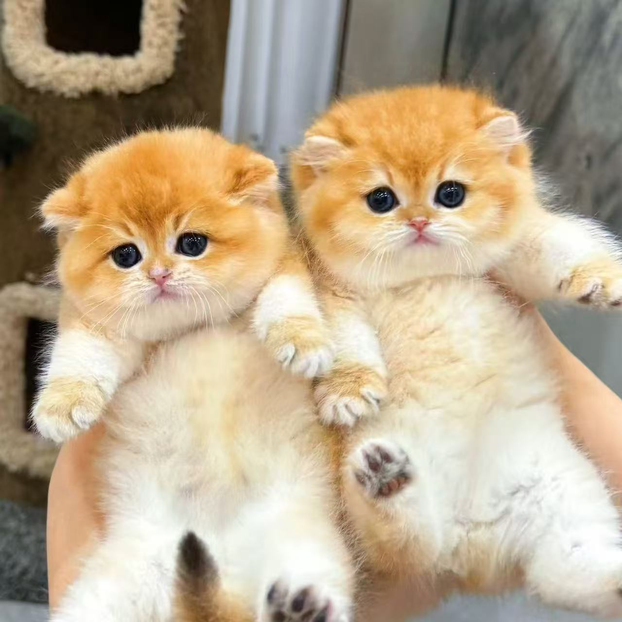 撩猫逗狗全品种猫咪