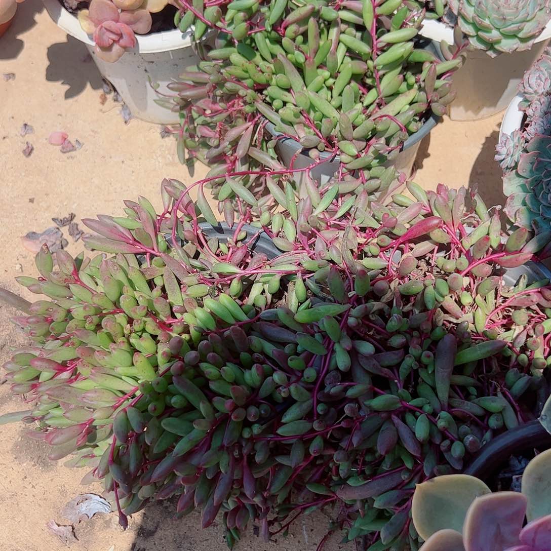 2盆紫玄月 带盆土