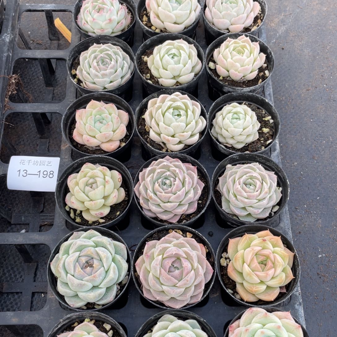 一物一拍18颗13-198