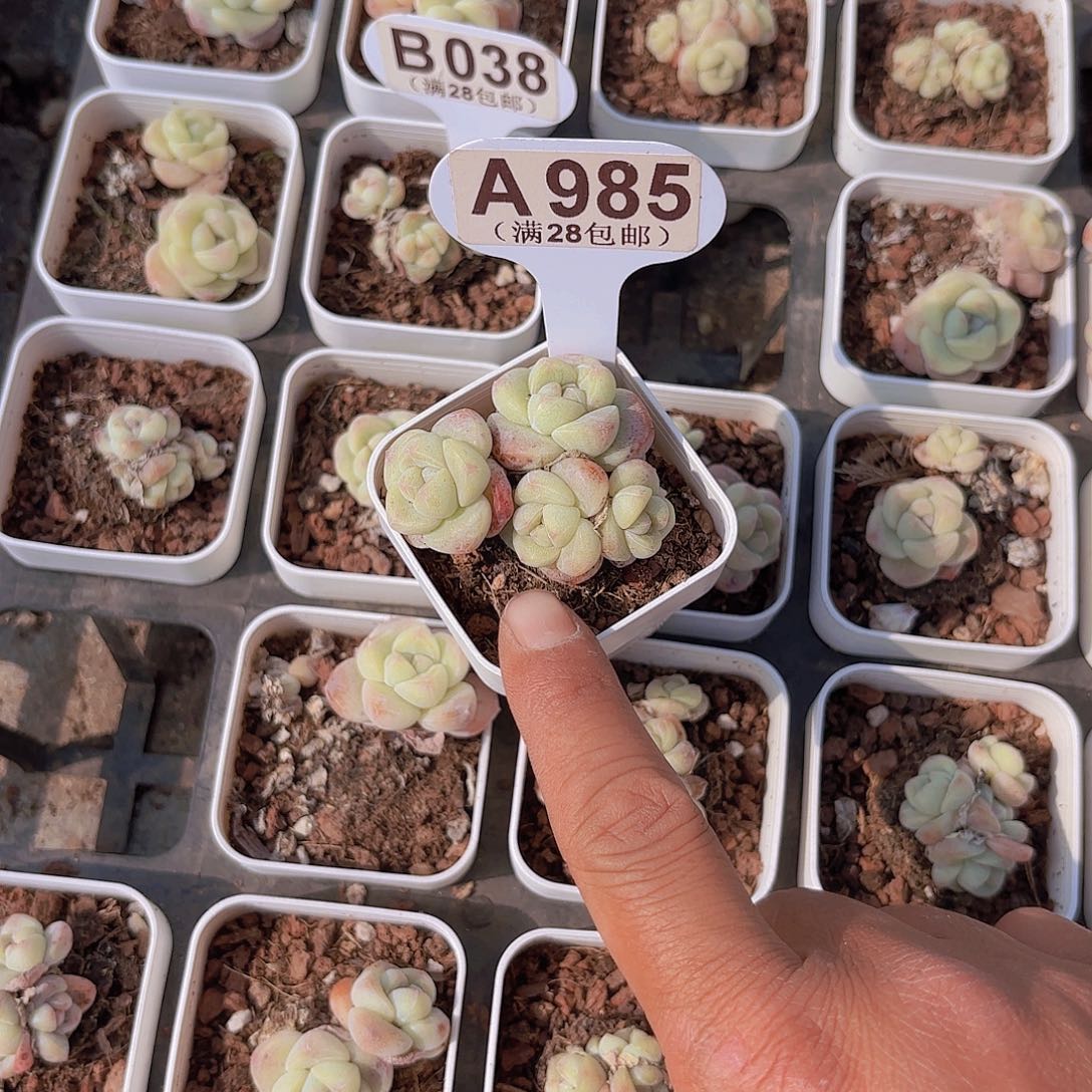 A985冰玉一物一拍