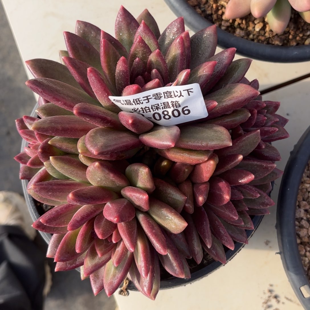 0806迷雾泡泡群多肉植物