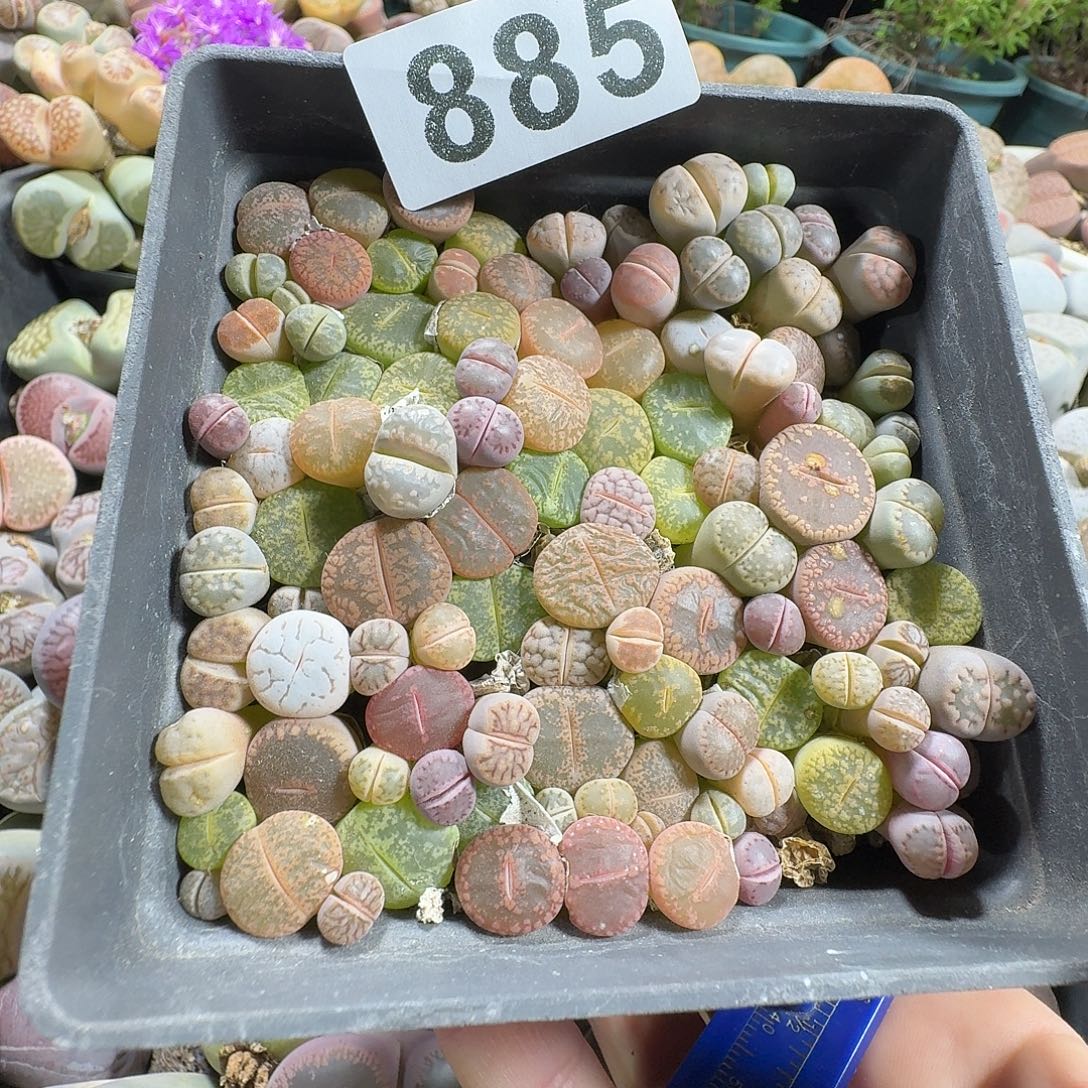 兰***号生石花一物一拍十公分盆885