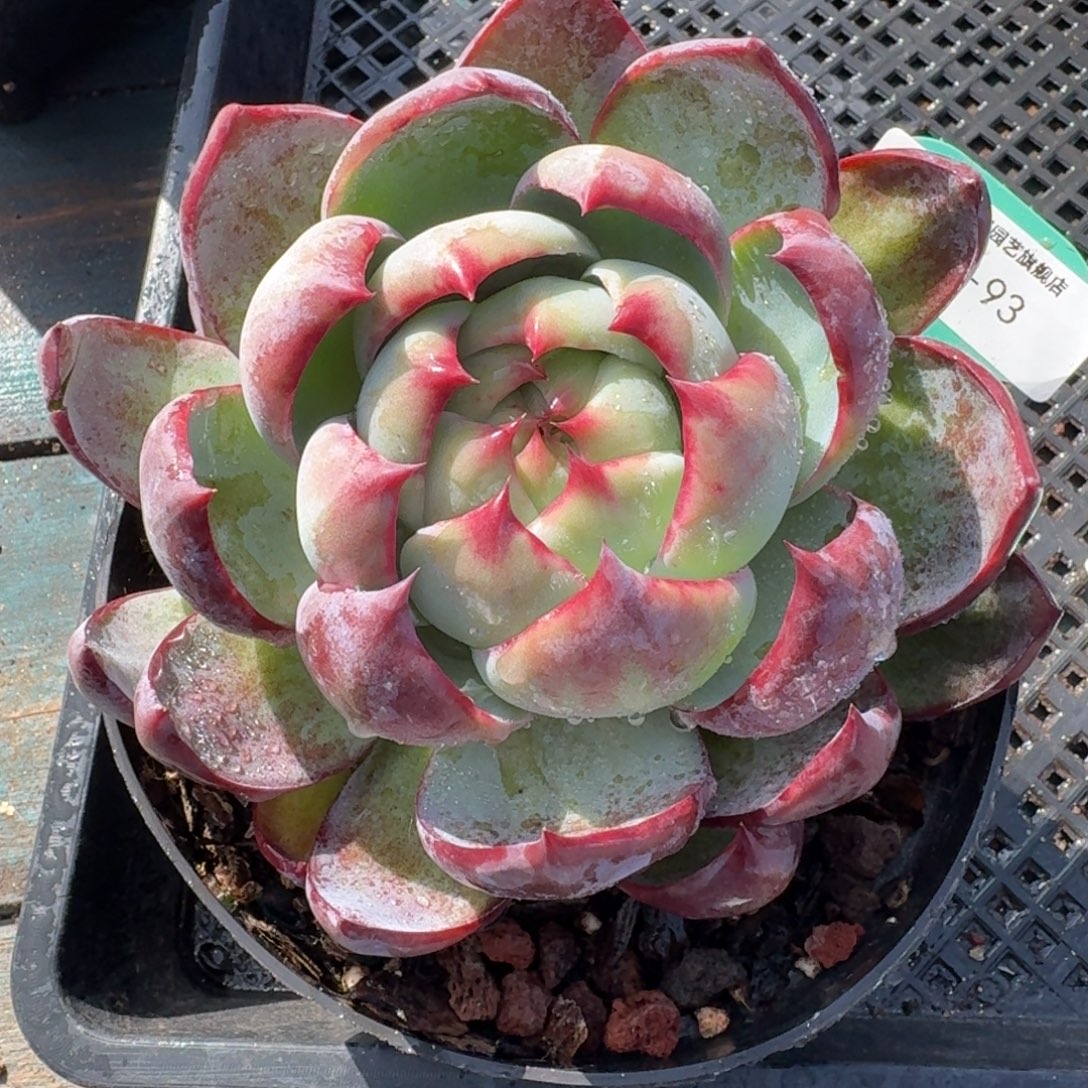 从前慢多肉精选编号1204.