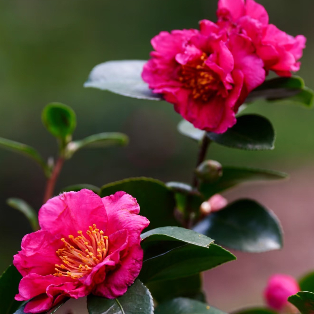 带花苞茶梅盆栽客厅阳台花卉绿植好养易活