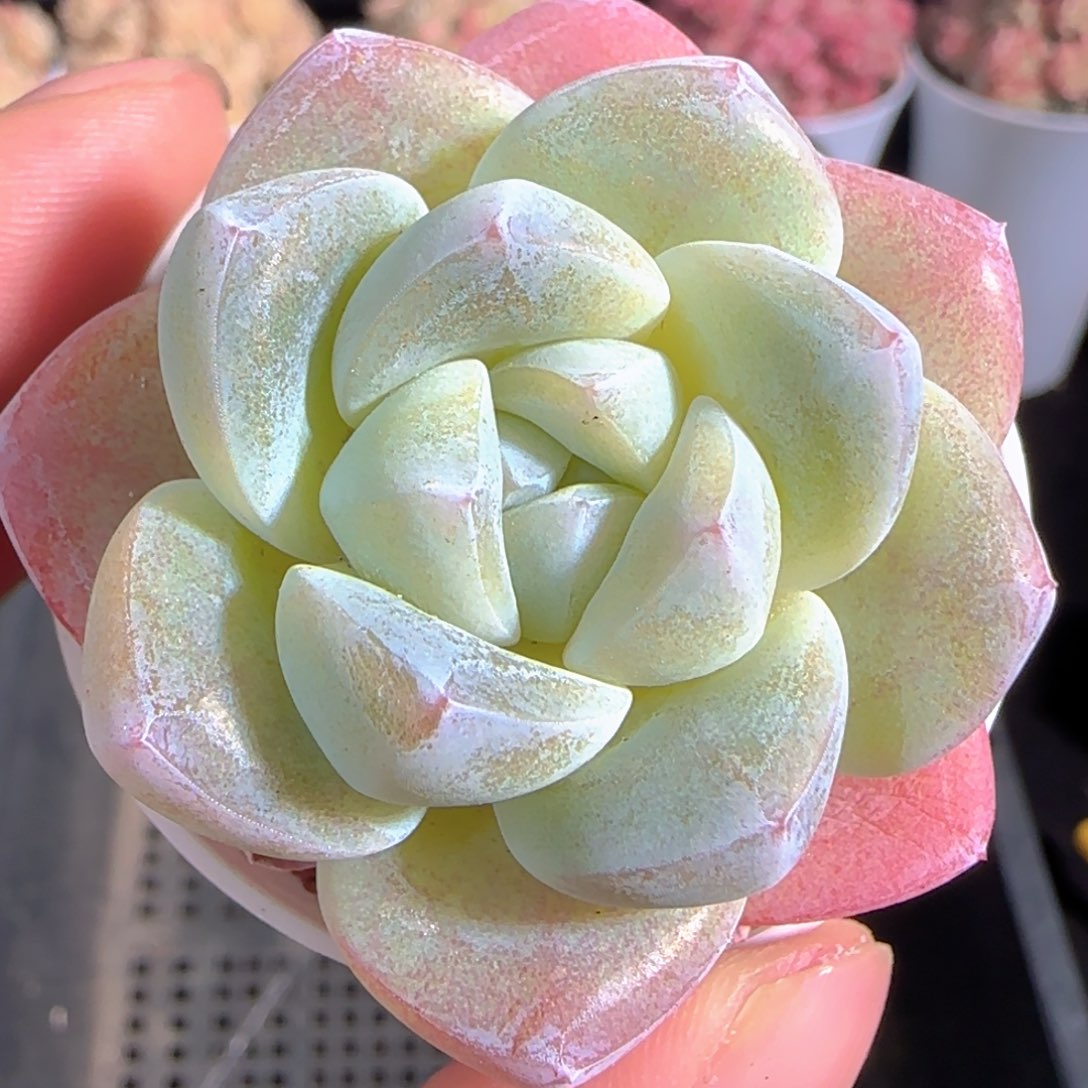 多肉1227-85冰玉冰玉