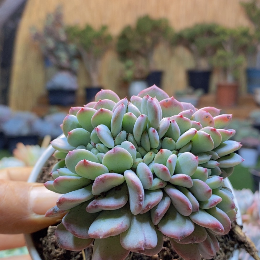 ʕ****D221号玛瑙缀多肉