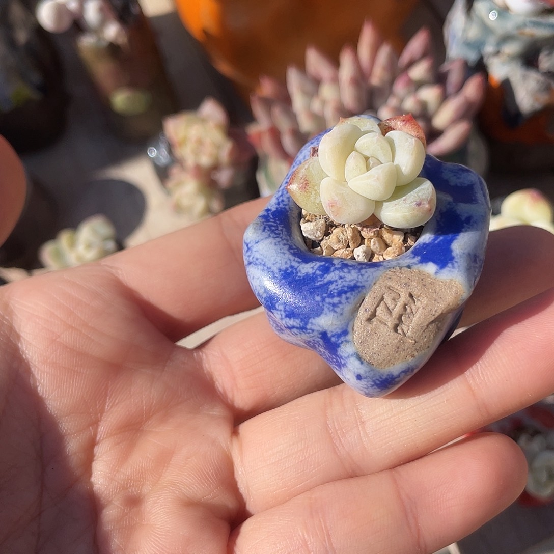 @***ง坛子姐花盆   哈哈哈哈哈哈哈百搭