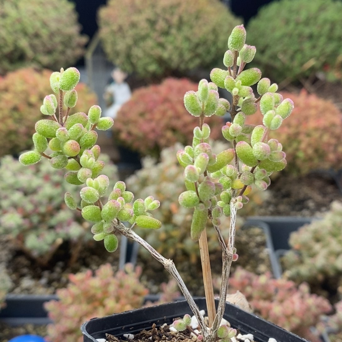 白虎斑锦糖球7921枝干番杏