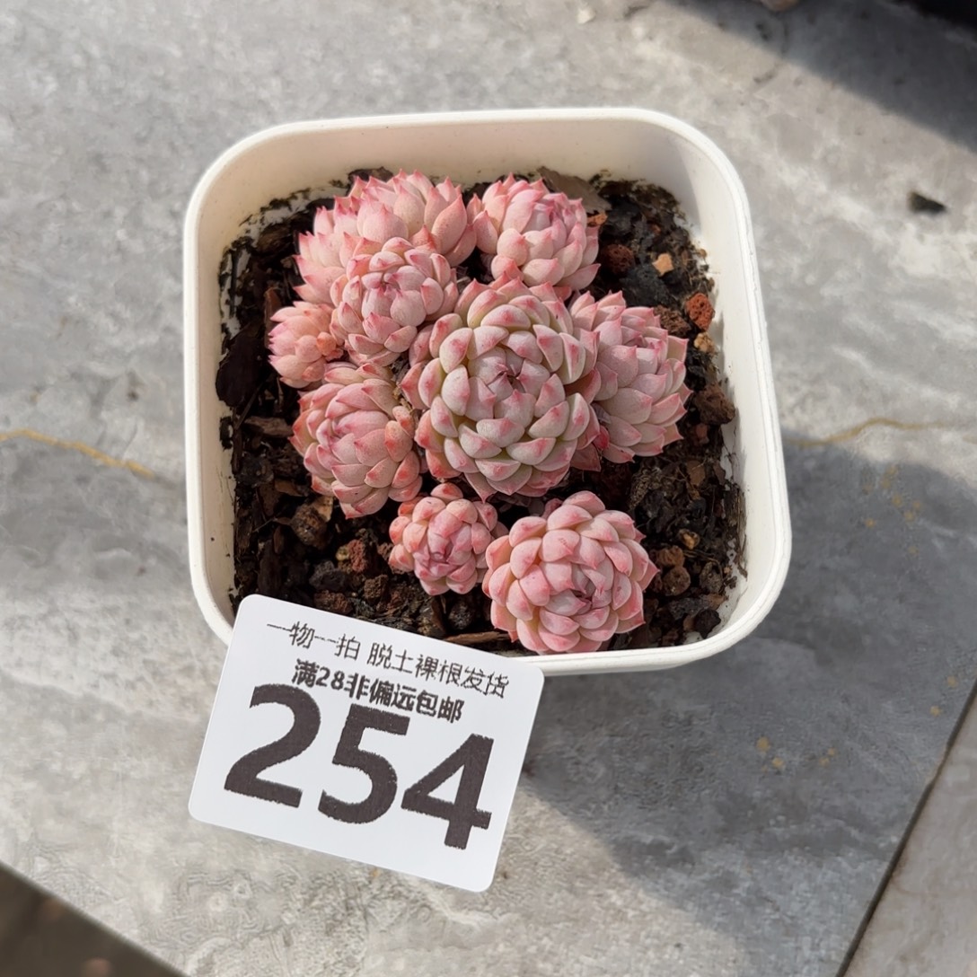 小粉梅无盆土发货