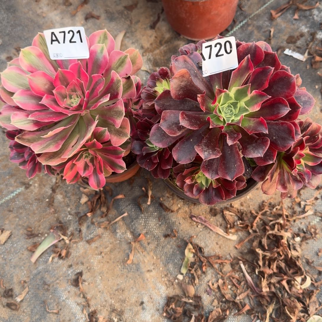 K***.组合法师一物一拍720.721