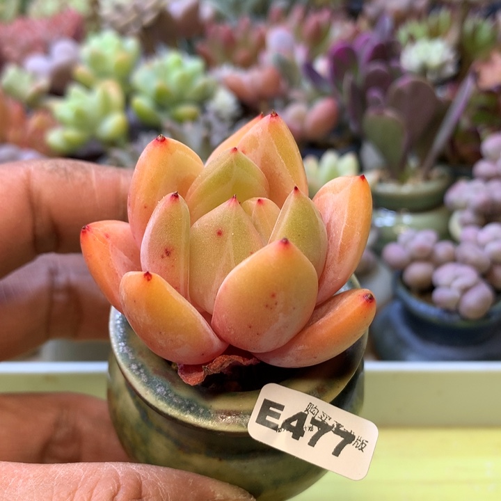 E477一物一拍带盆发